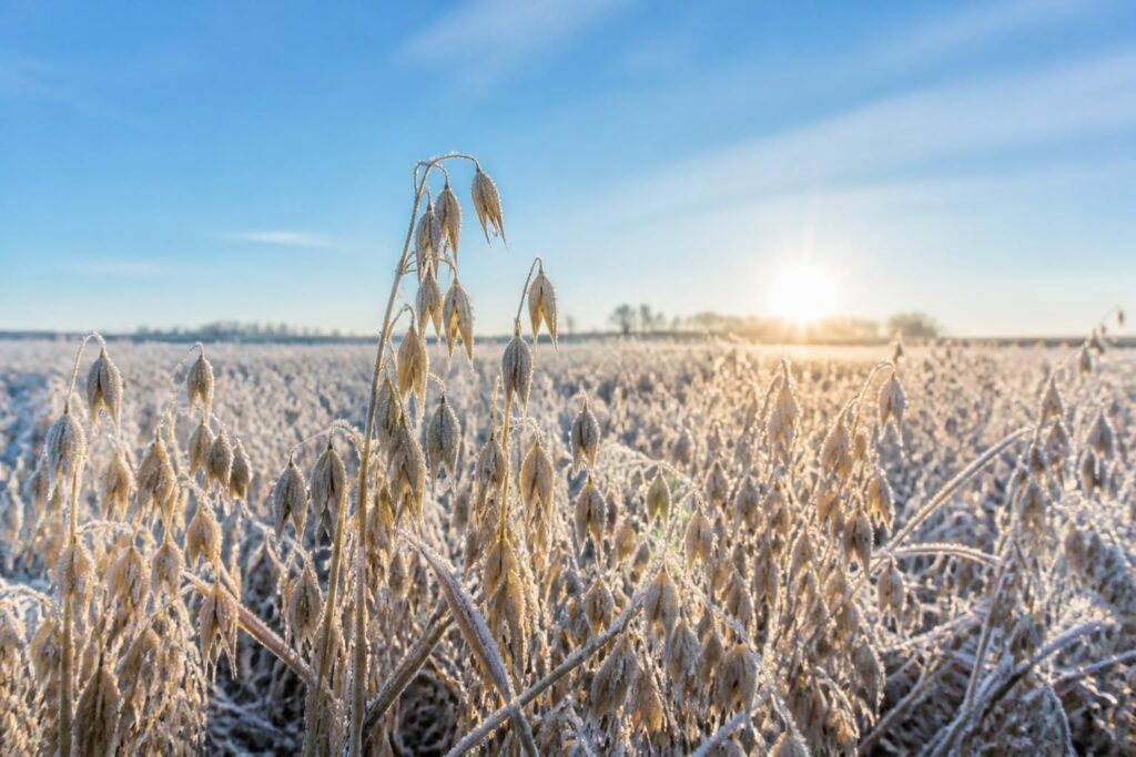 découvrez comment l'avoine en hiver devient un allié santé incontournable pour augmenter votre énergie et améliorer votre bien-être au quotidien.